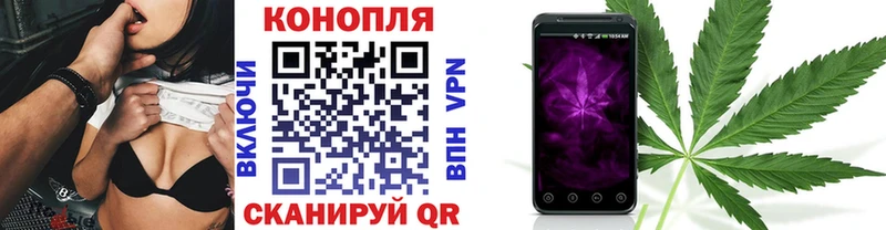 Конопля гибрид  Славгород 